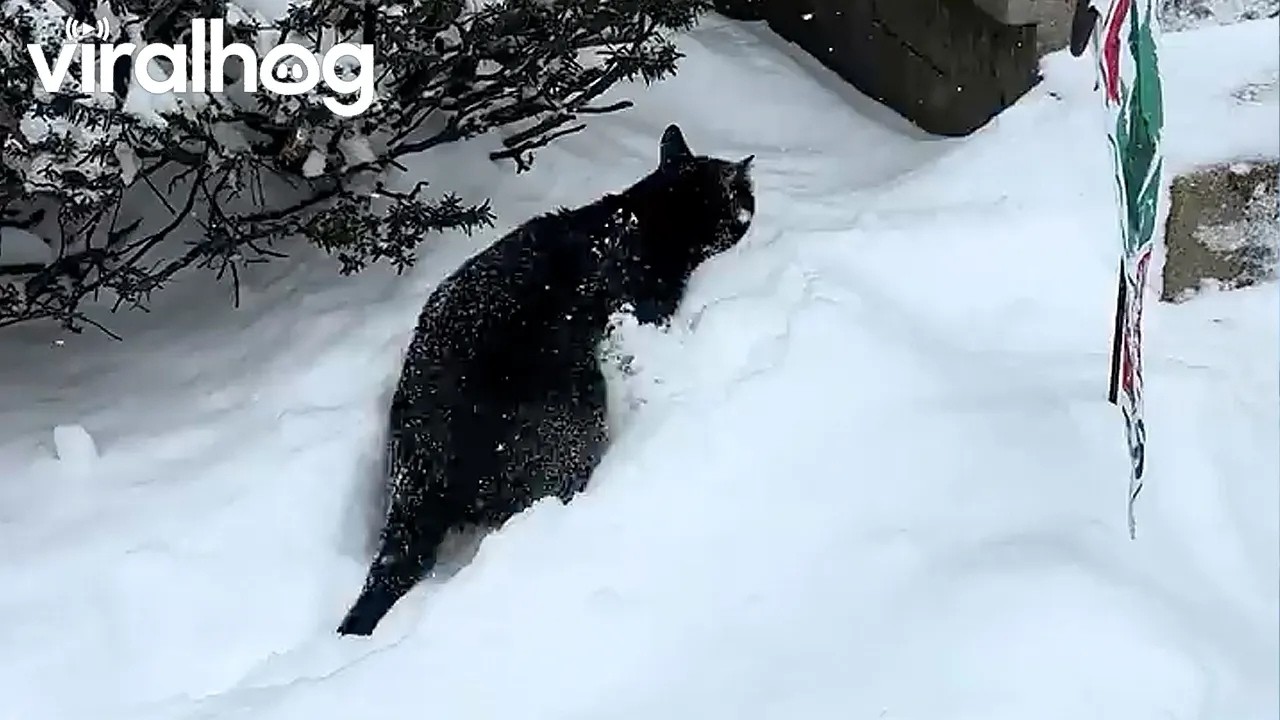 Cat hilariously battles through deep snow