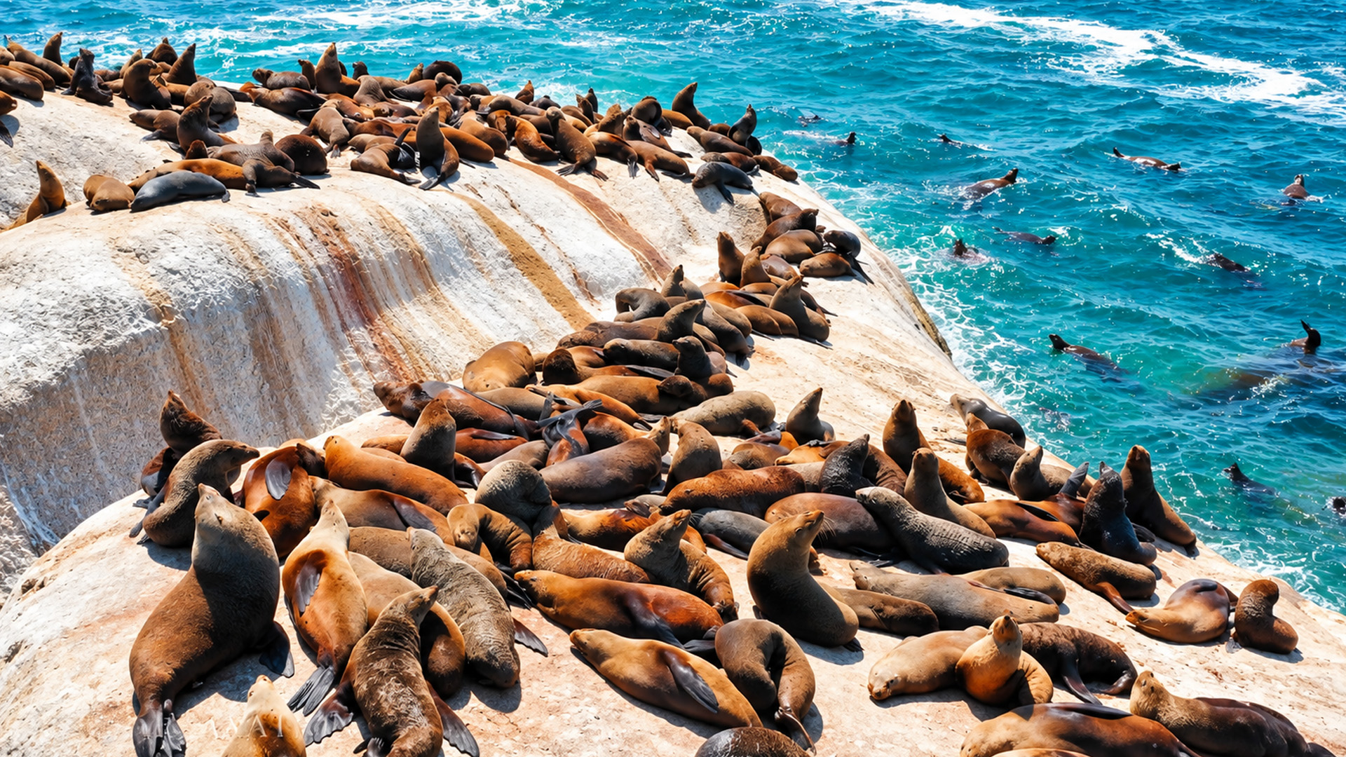 Life among one of Africa’s crowded seal colonies