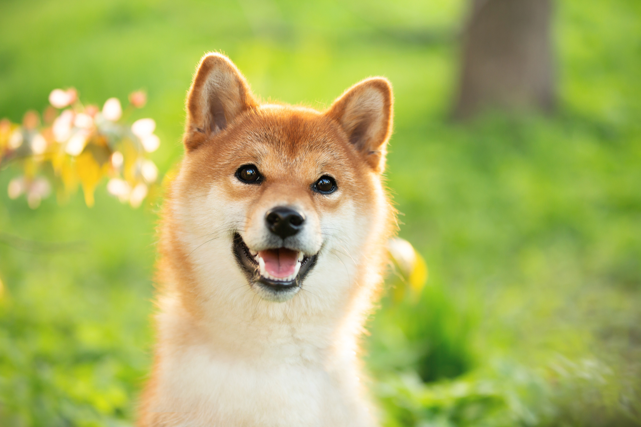 Why Dogecoin was dogged by sell-offs today