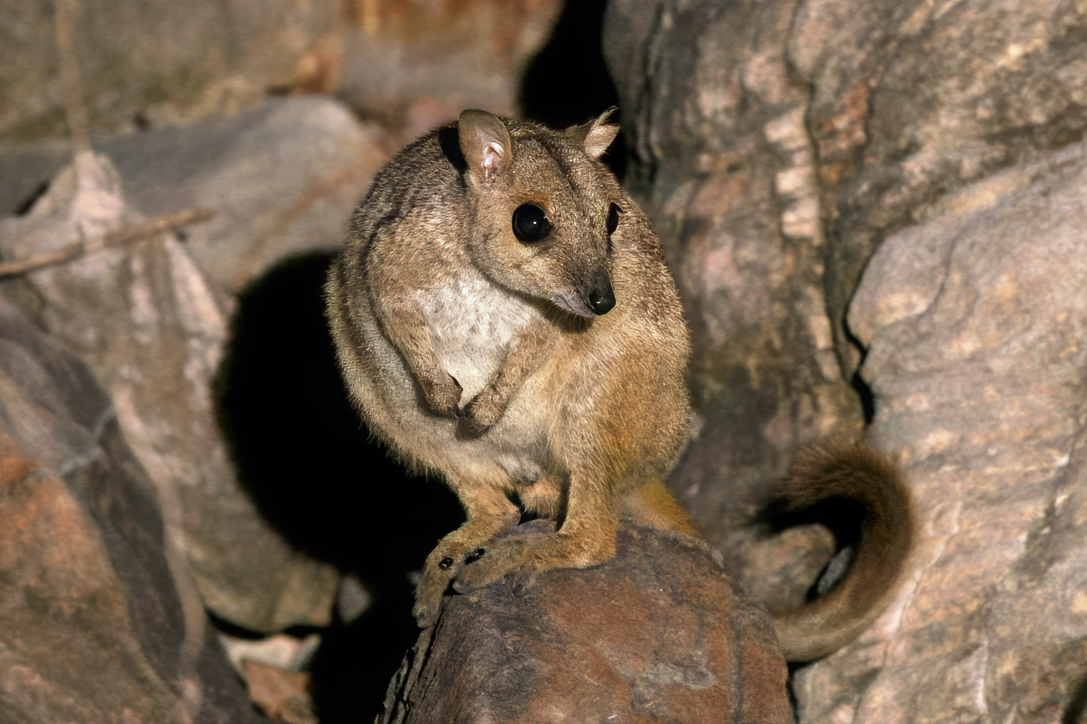Australia's second-smallest rock-wallaby reappears in a region where it had not been seen for 50 years