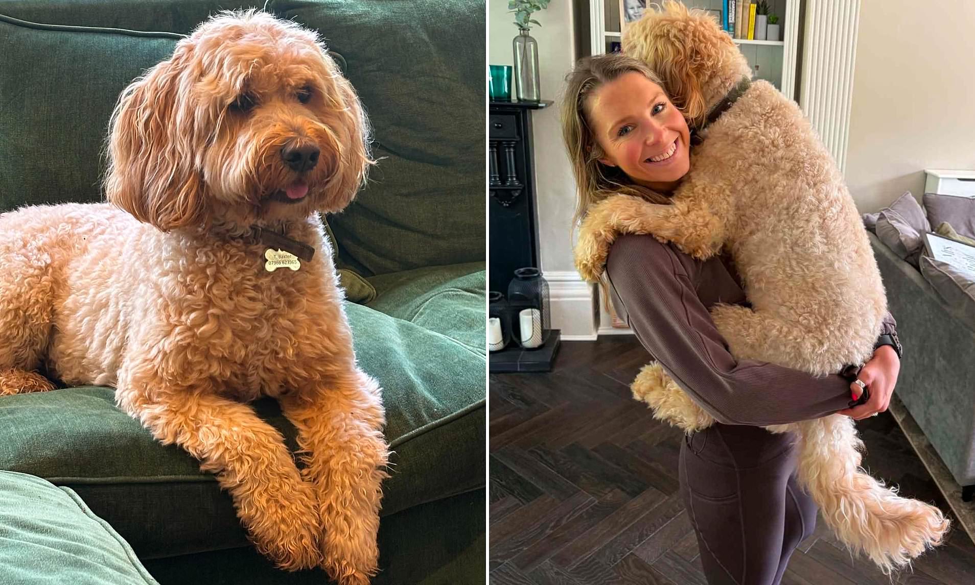 Family's heartbreak as Goldendoodle Poppy dies of heat stroke at boarding home during heatwave