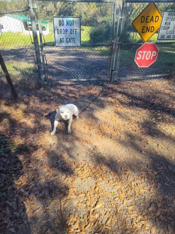 'Soaking wet' dog tied to shelter gate immediately relaxes when she finds her people