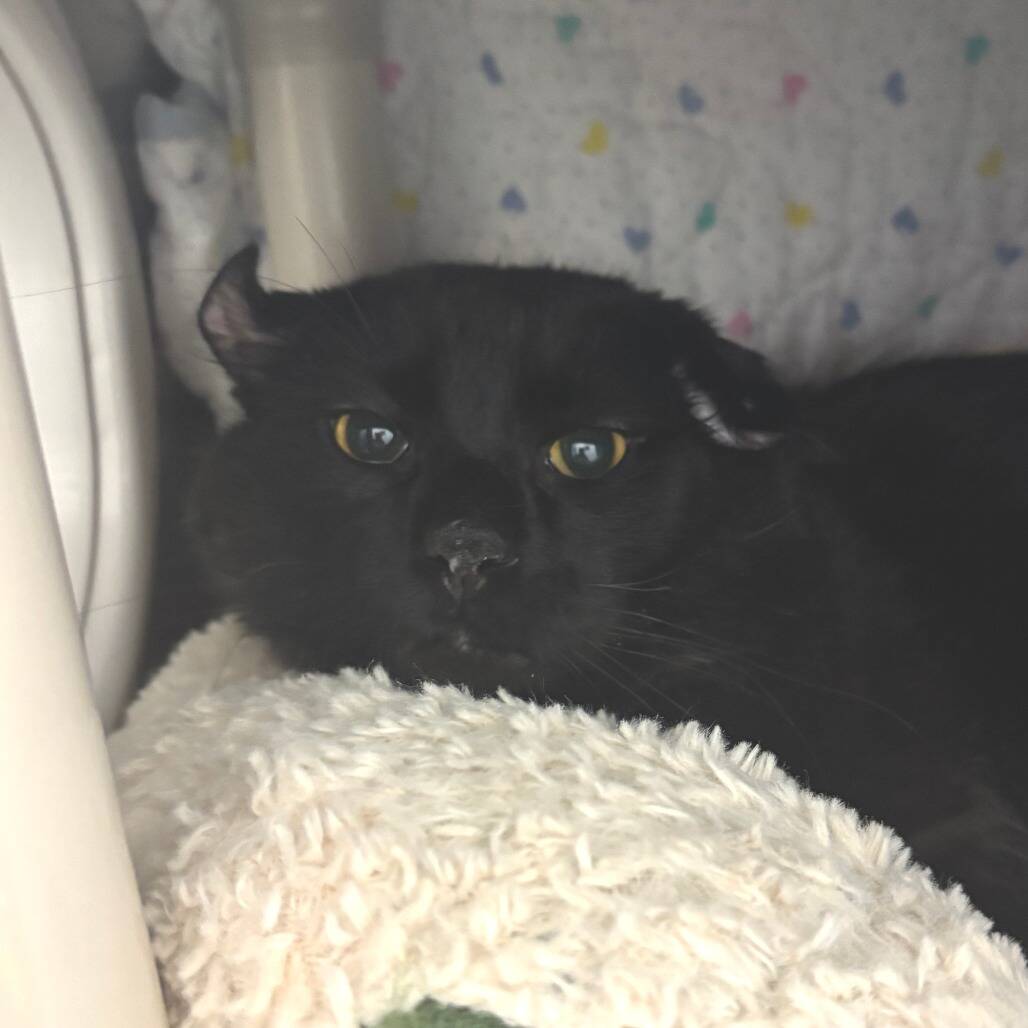 Cat with smushed ears from life on the streets just wants a family to love him