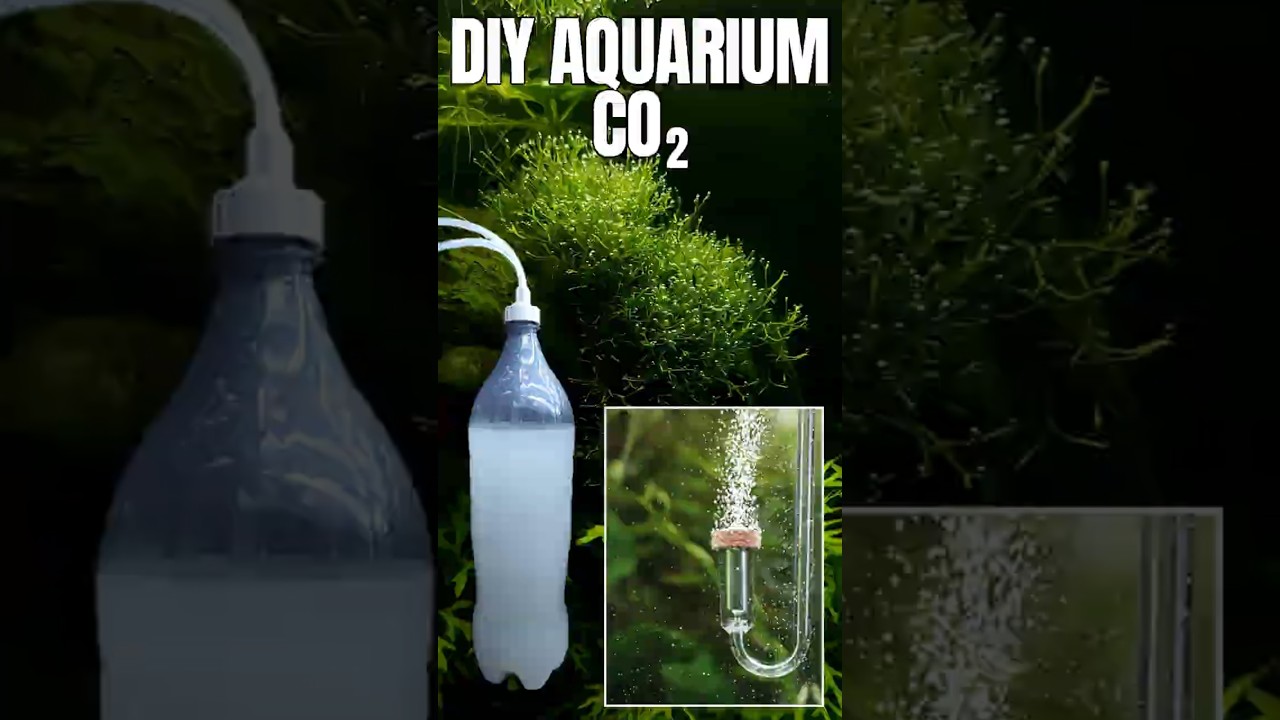 DIY CO2 for planted aquarium | Cheap & easy #aquarium #diyco2 #aquascape
