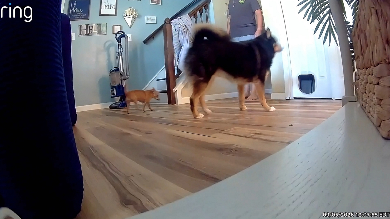 Chihuahua falls down stairs and larger dog checks on it
