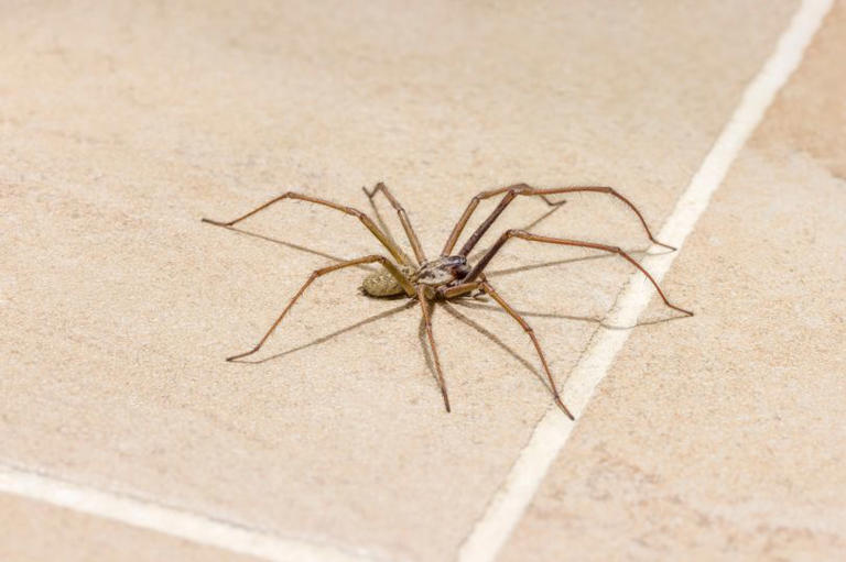 Two things every UK household should do in October as giant 10cm ...