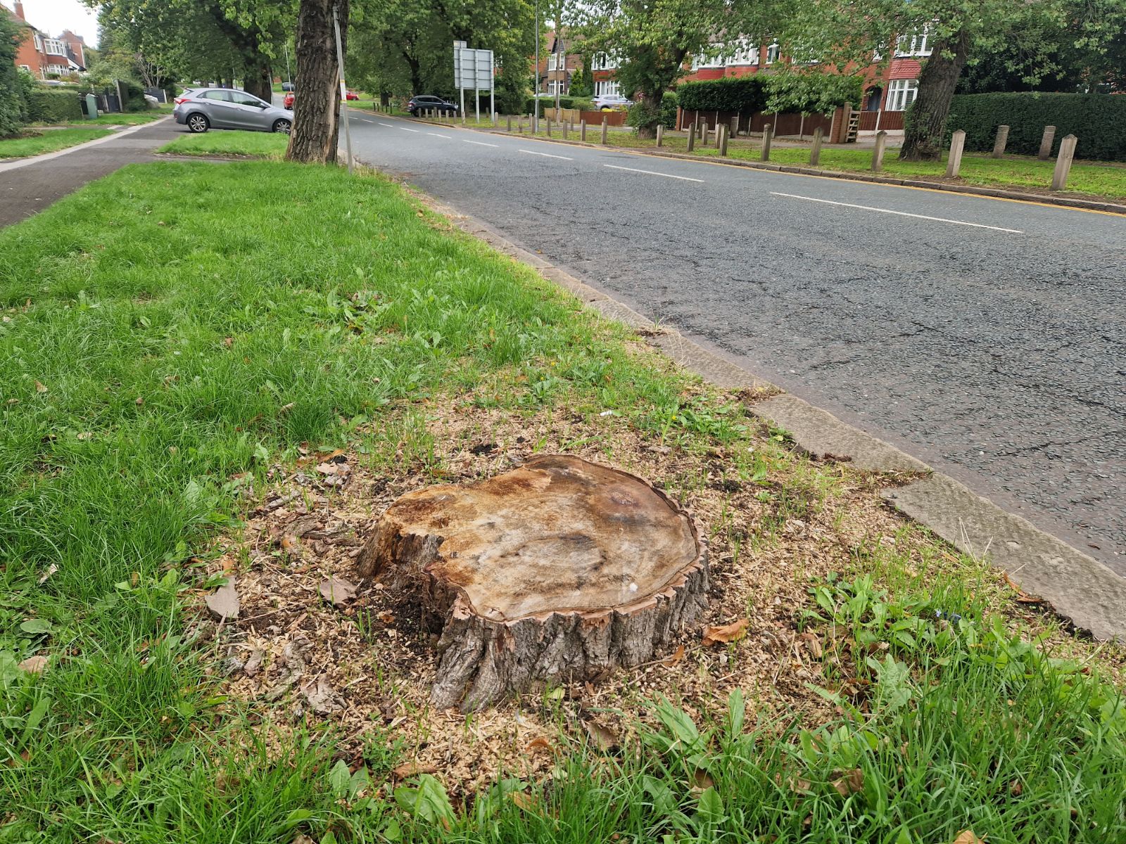 Petition to save 'iconic' trees from axe gains hundreds of signatures