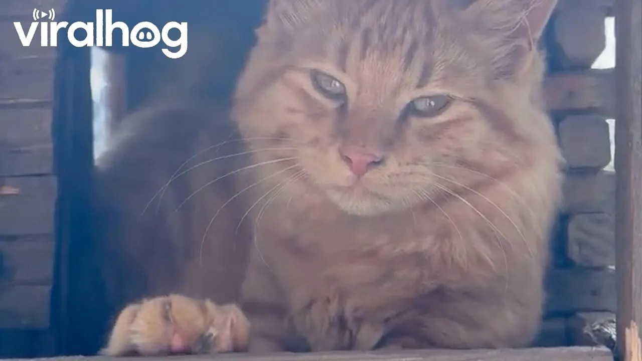 Animal gets caught where it doesn’t belong