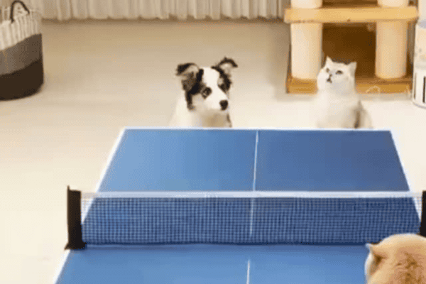 Cachorro e gatos protagonizam inusitada partida de pingue-pongue e ...
