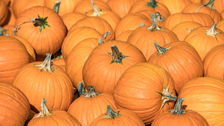 List of fall festivals in metro Atlanta, North Georgia | 2026