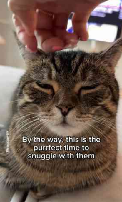 Understanding your cat’s body language and behavior