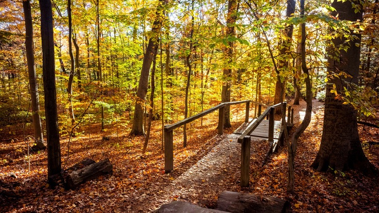 Indiana's 7 scenic nature walks that show off the best of Turkey Run ...