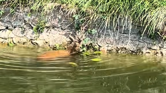 Heartwarming rescue: Man saves stranded roe deer from canal