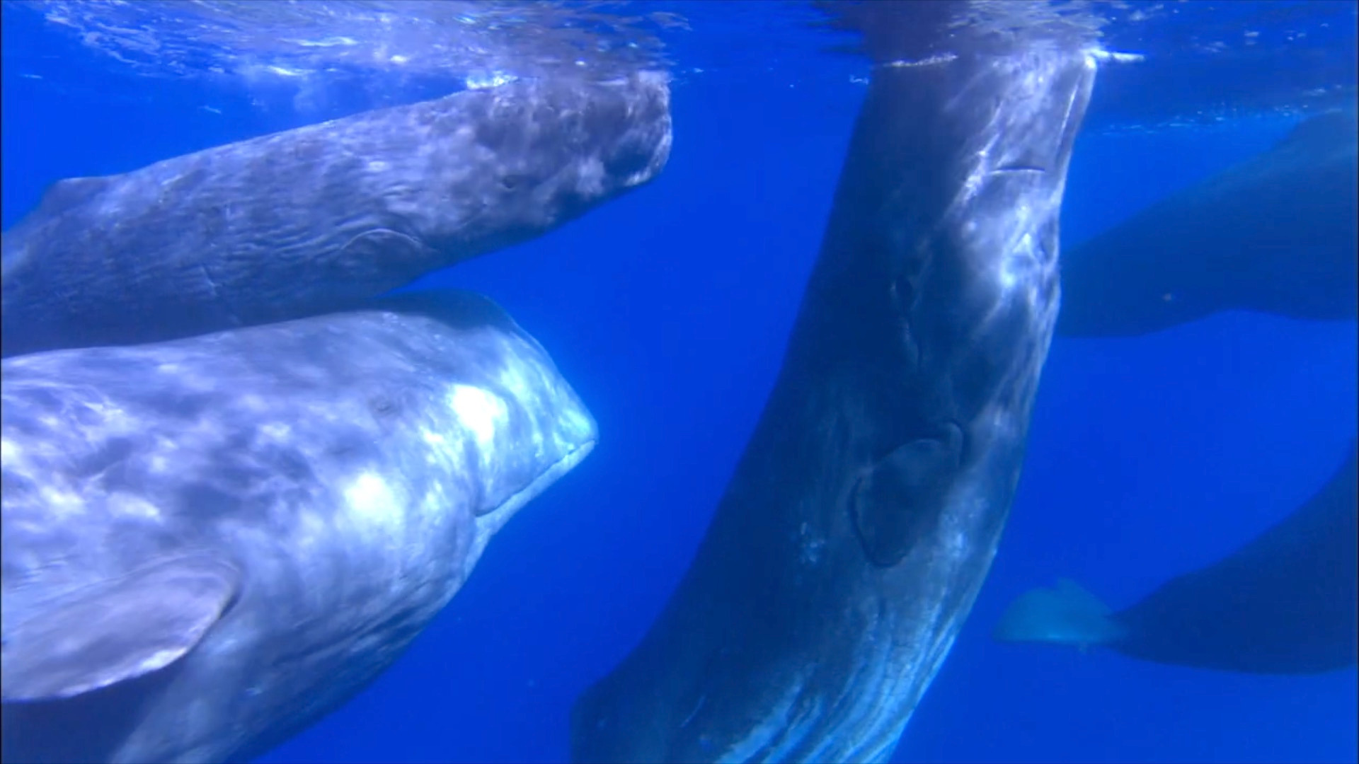 Sperm whale clicks reveal a phonetic alphabet