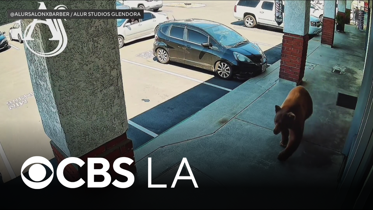 Video shows bear wandering through San Gabriel Valley shopping center