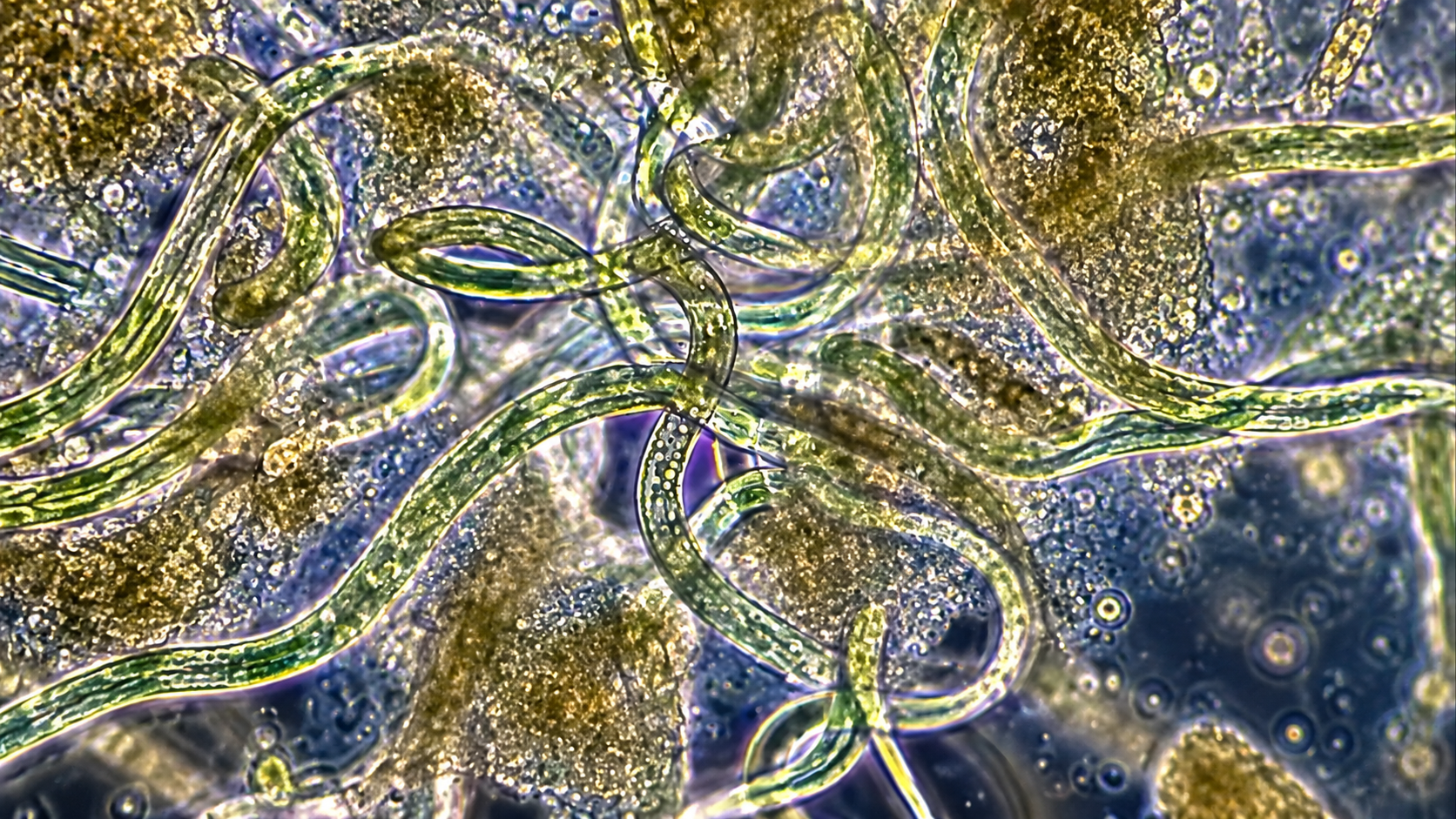Uncovering remarkable science through the microscope