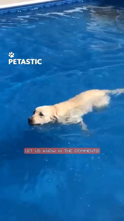 Eager dog jumps into water as soon as door opens