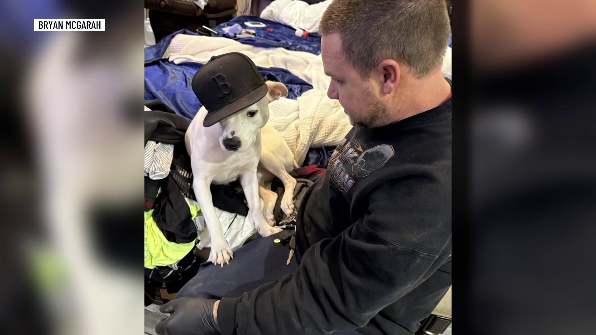 Man sues MLGW after dog shot, killed