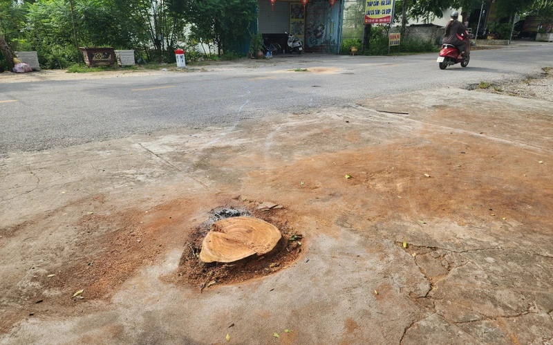 Chủ nhà trần tình vụ cưa cây khiến người đi đường tử vong