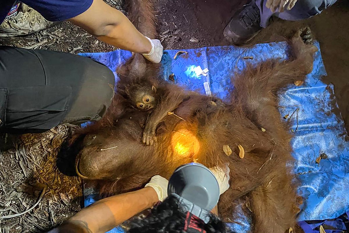 Six more orangutans rescued from wildfires in Indonesia's Borneo