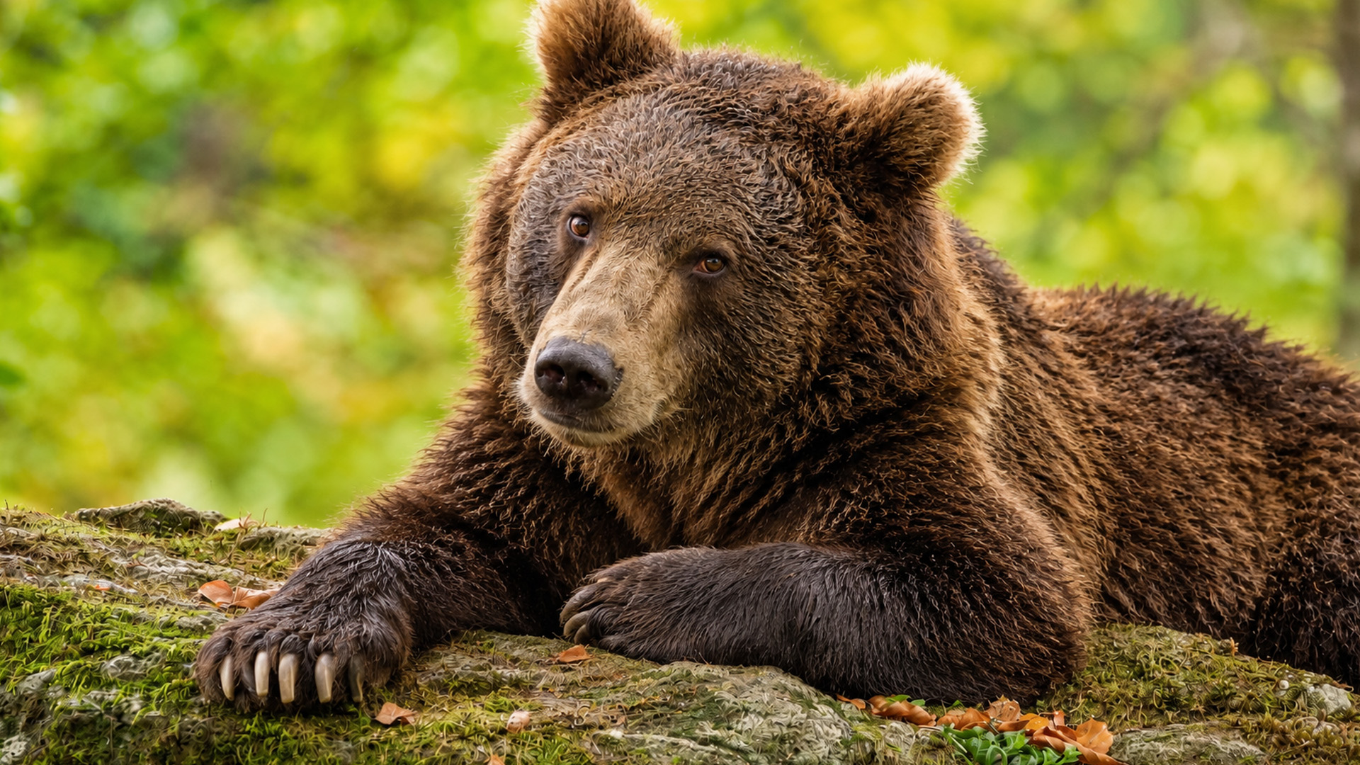 Hidden camera captures a brown bear resting quietly in the forest