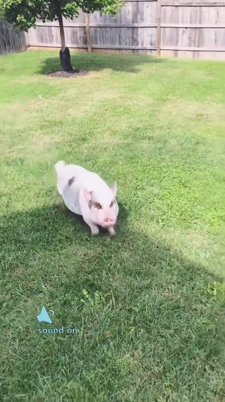 Rainbow’s zoomies at full speed