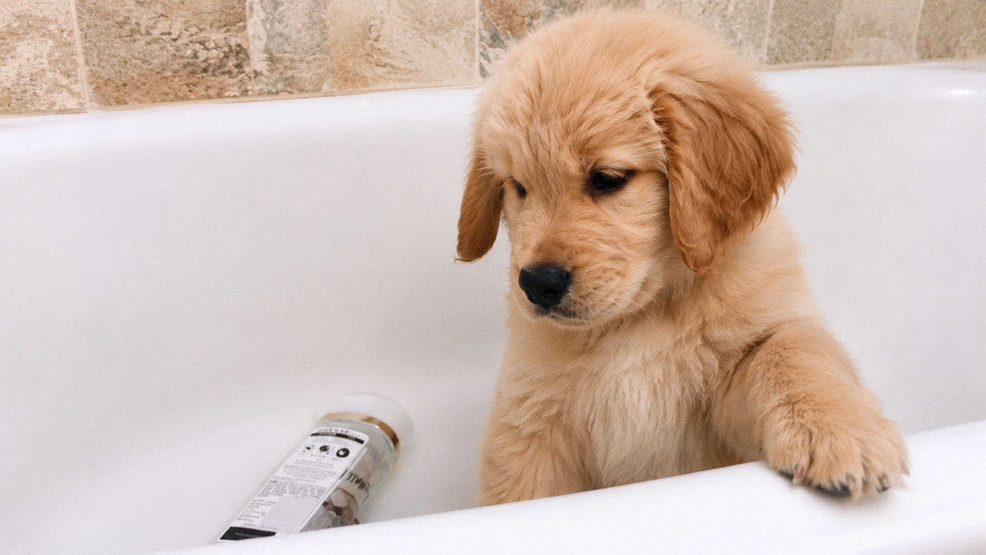 Golden Retriever Puppy Questions Bath Time