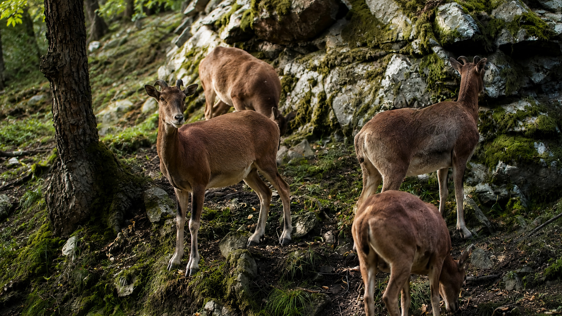 Camera trap captures a deer herd along a rocky forest slope