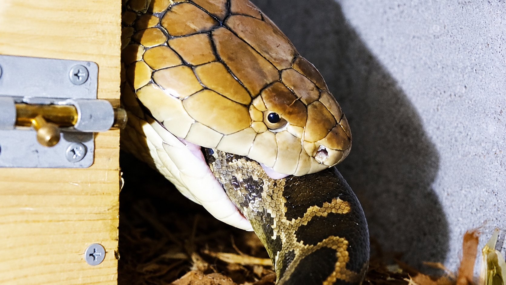 King cobra swallows a six-foot python