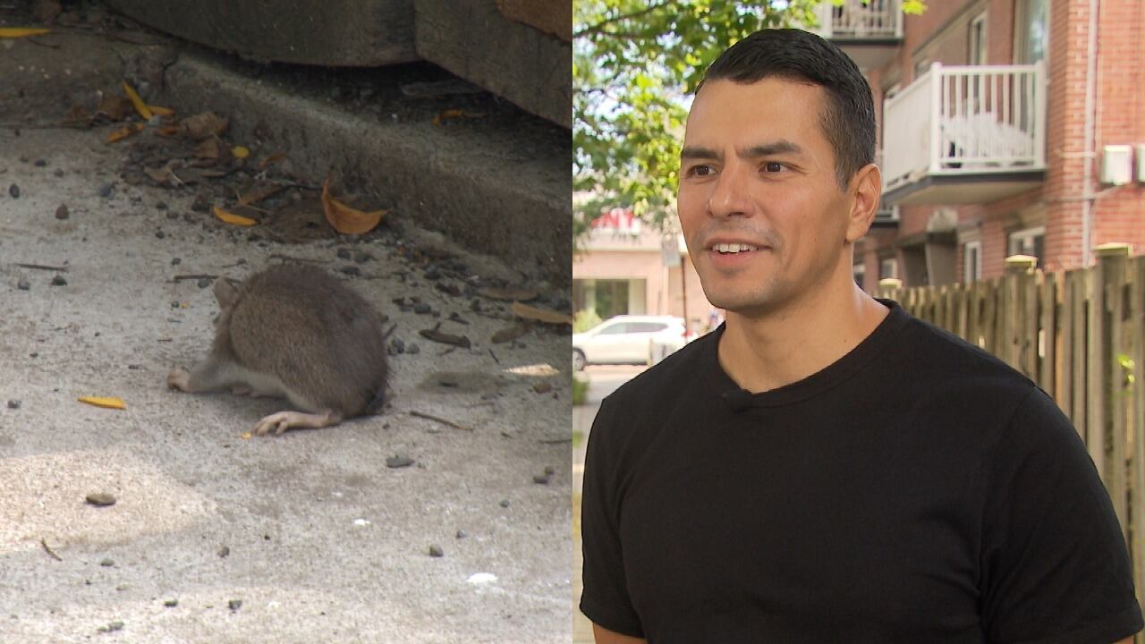 This Montreal resident says counting rats is part of his daily routine