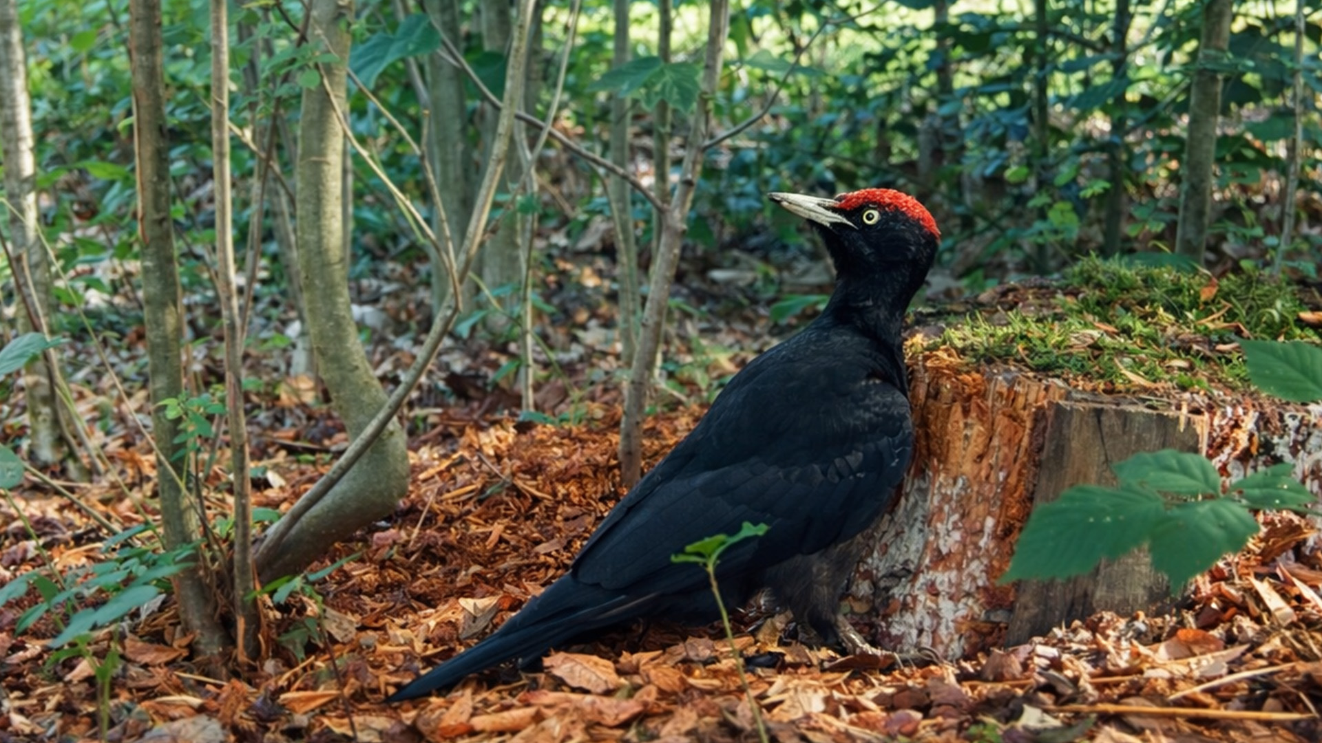 A black woodpecker works away at an old tree stump