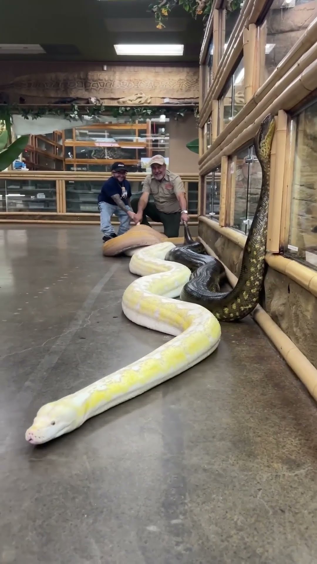 Handler dragged by massive anaconda during snake comparison