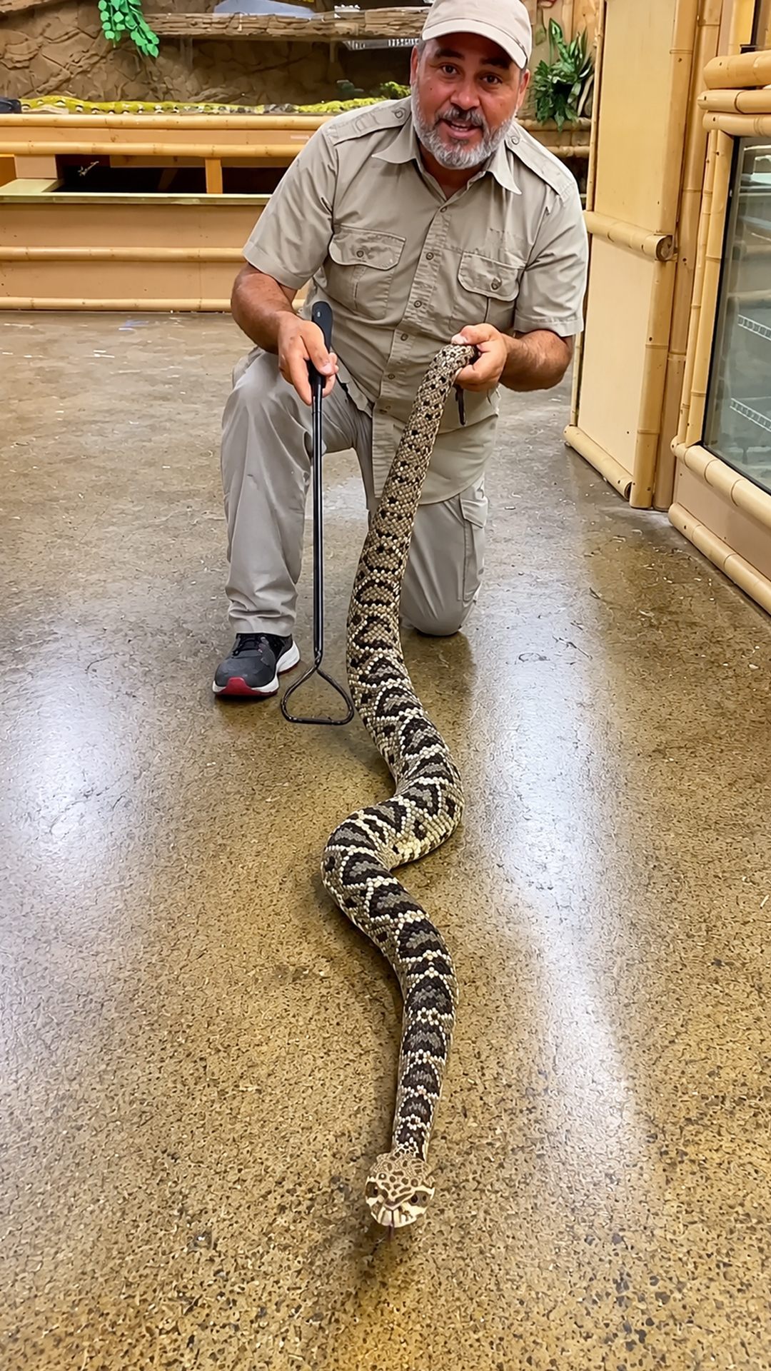 The largest venomous snake in the United States shows its incredible ...