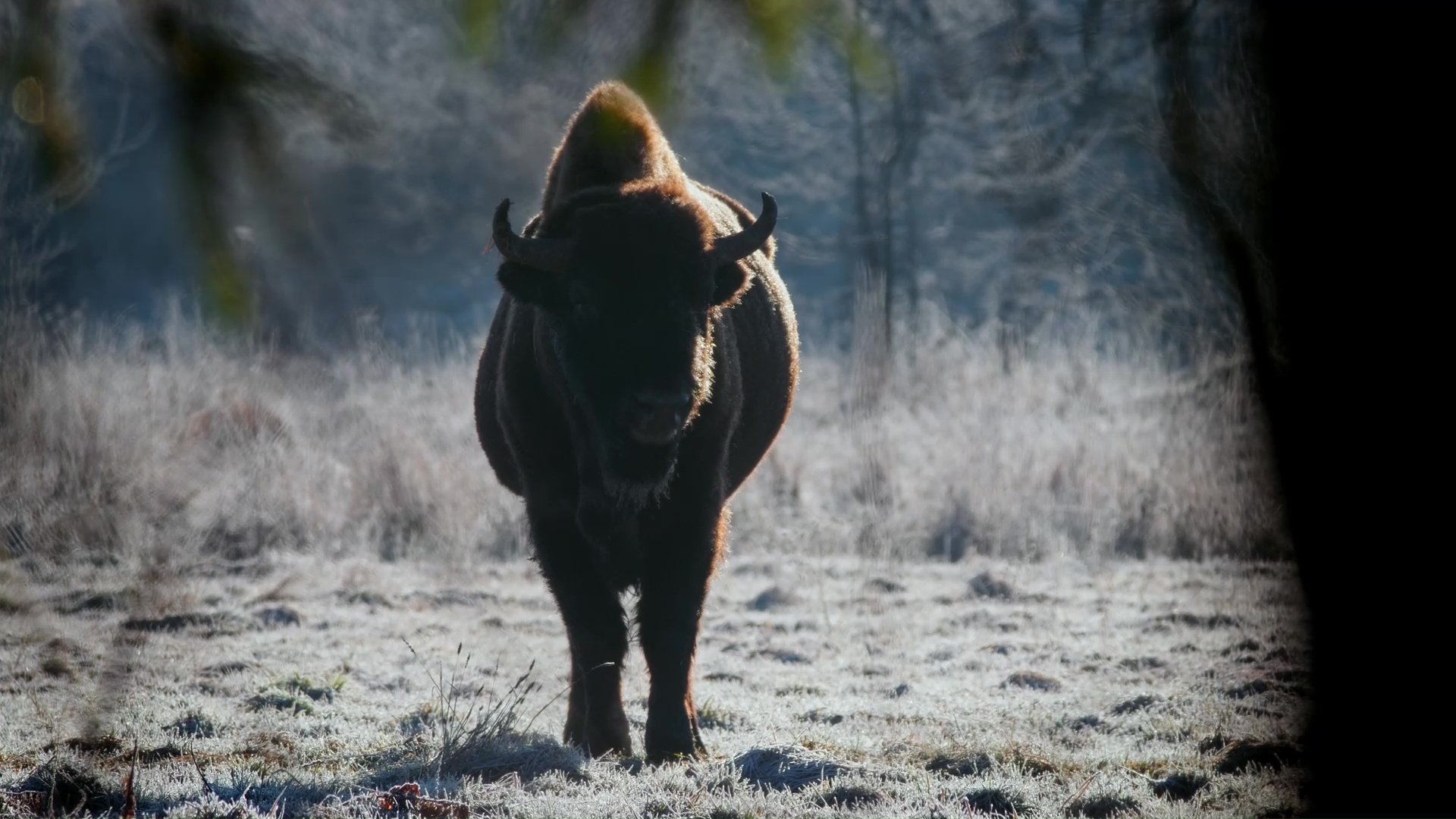 Bisonte macho se acerca vigilando todo a su alrededor