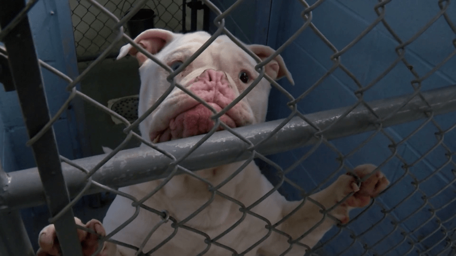 Finding a forever home 2026