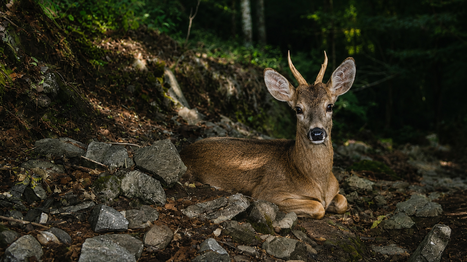 Young buck rests among forest rocks on camera trap
