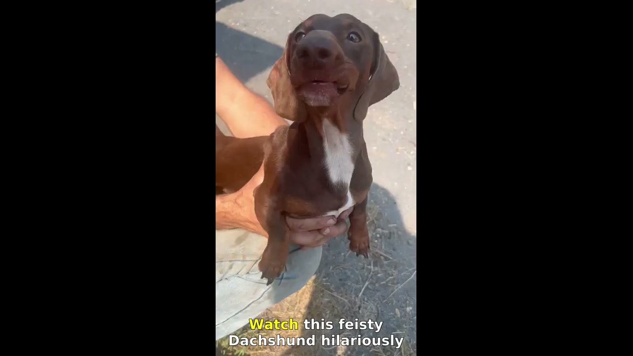 Dachshund playfully bites at air compressor stream