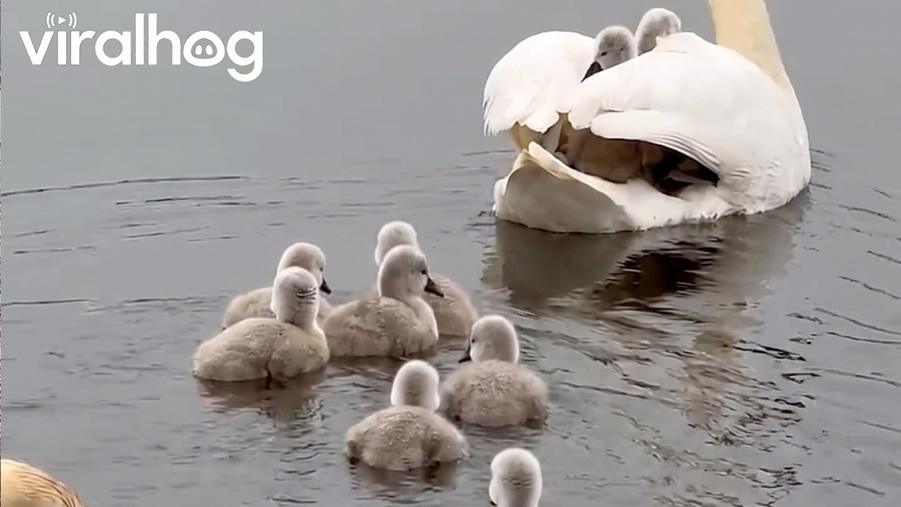 Swan cygnets hitch a ride on their mother’s back