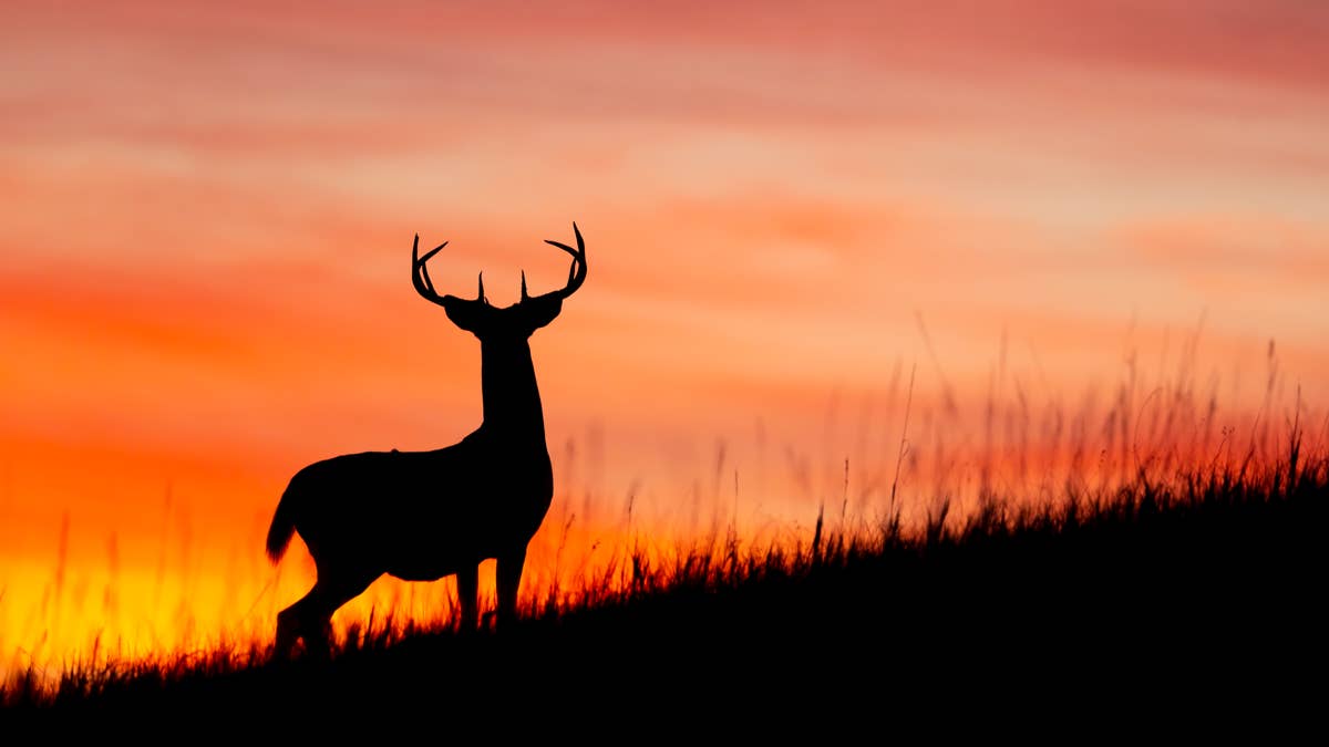 Discover Sitka's new camo pattern and other exciting hunting gear for ...