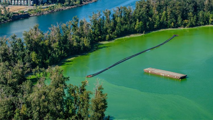Algae megabloom cancels Willamette riverfront summer plans: 'It has been getting worse'