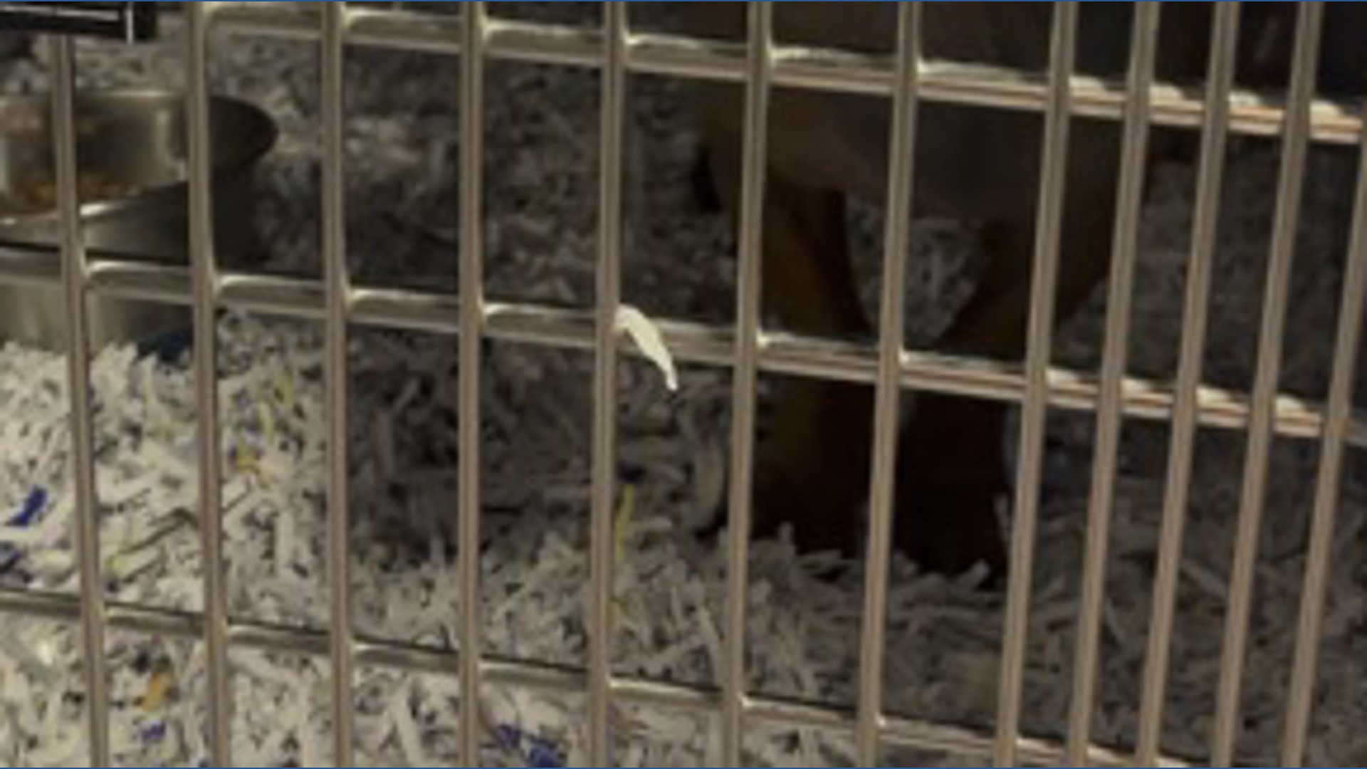 Nearly two dozen dachshunds from hoarding situation almost ready for ...