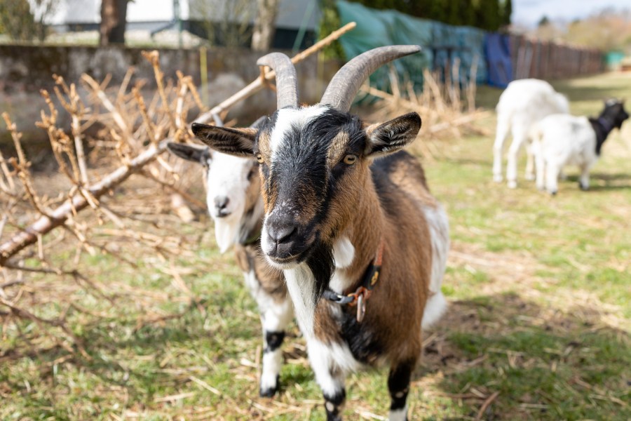 Rabies exposure linked to mobile petting zoo events, possibly affecting ...