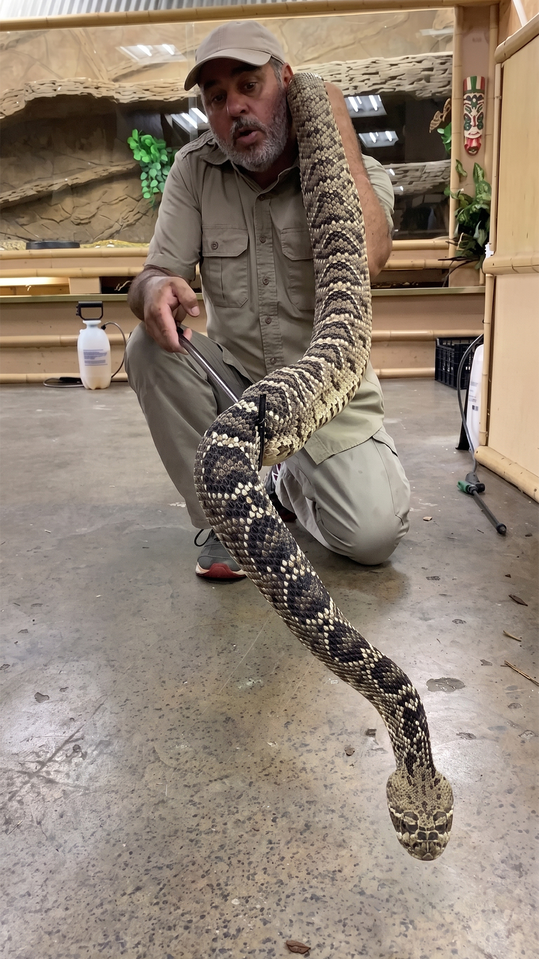 Eastern diamondback rattlesnake reveals its massive size and raw power