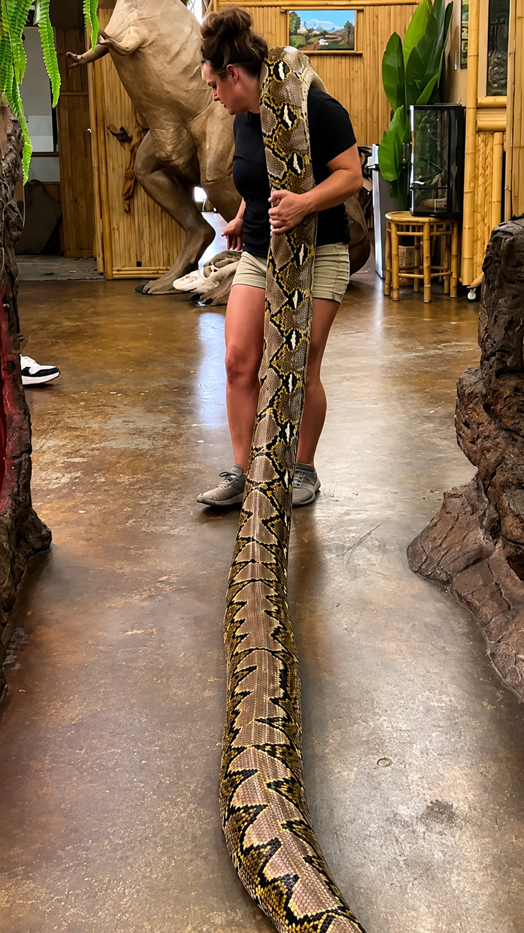 Giant snake surprise uncovers an unbelievable room full of reptiles