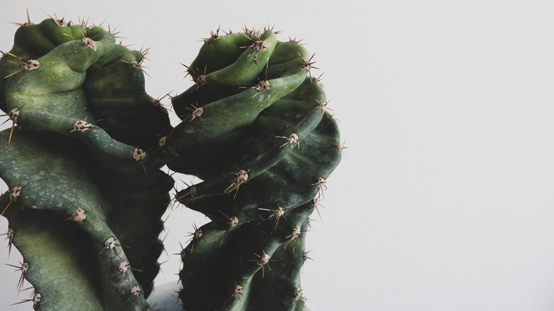 How to care for a spiral cactus
