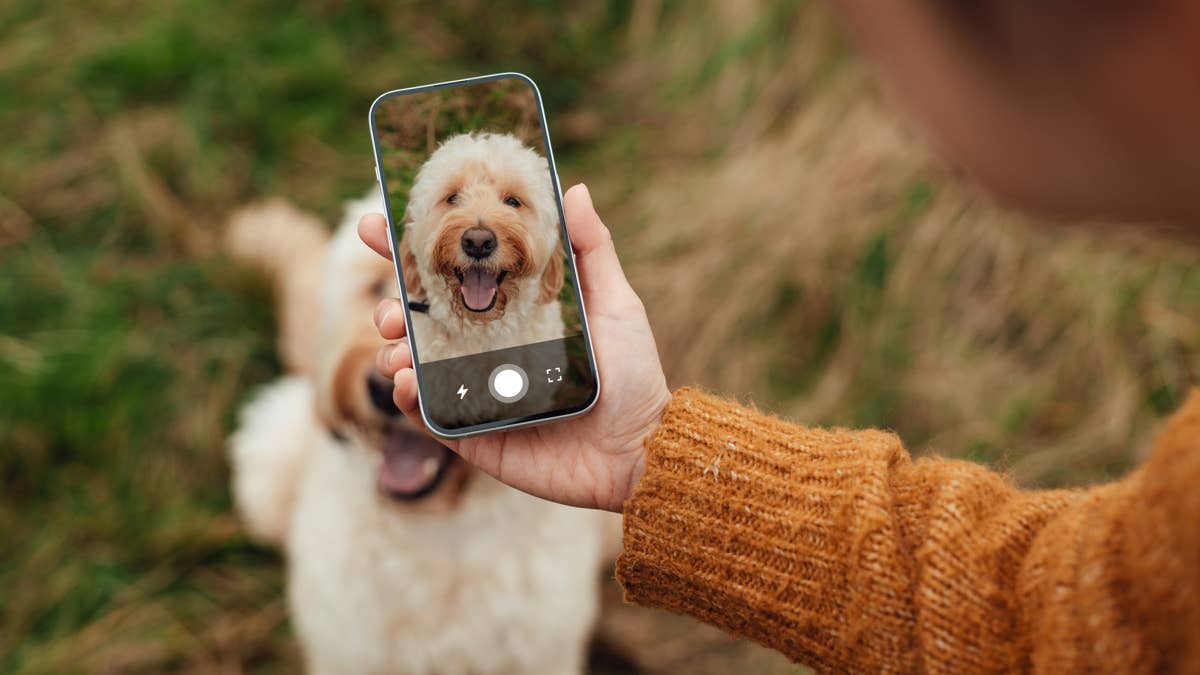 The most photographed dog breed in the world isn't who you'd expect, and the data proves it