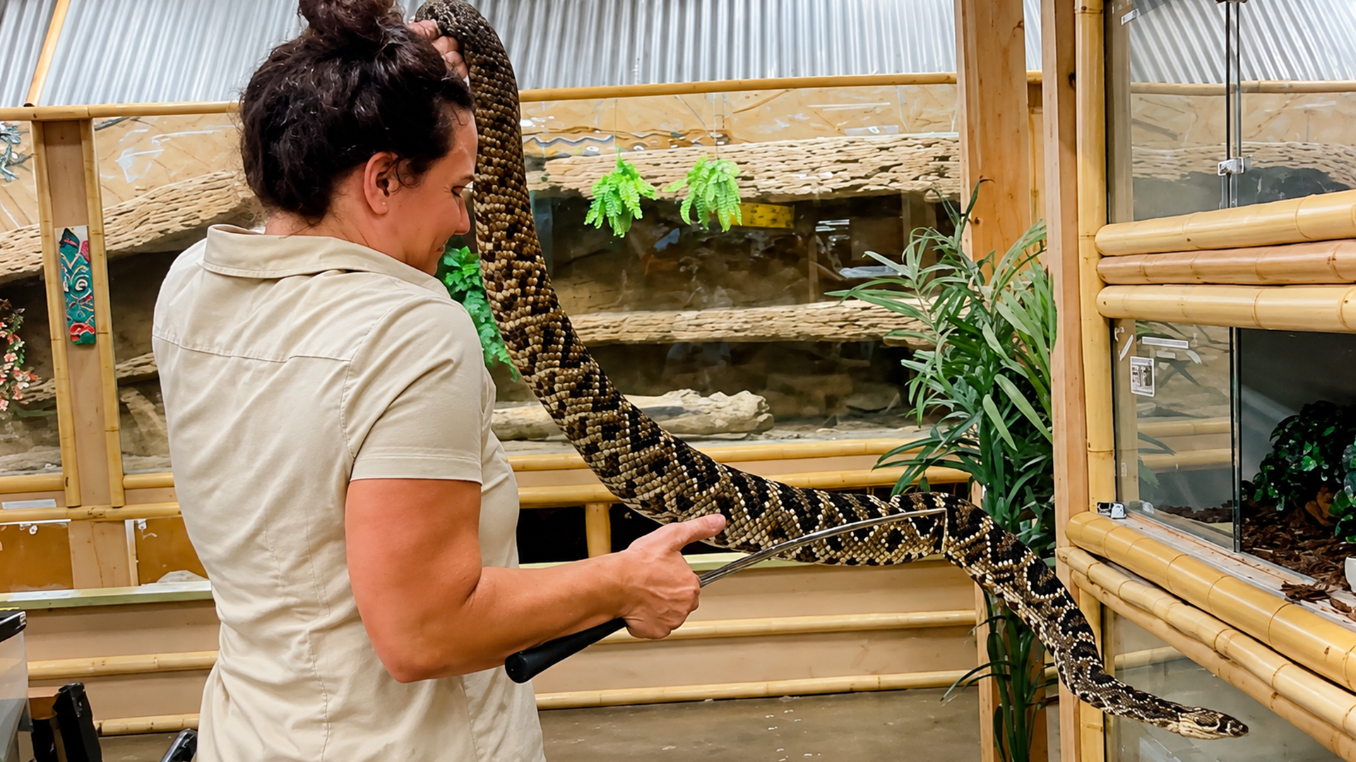 Beginner snake handler learns why rattlesnakes demand absolute caution