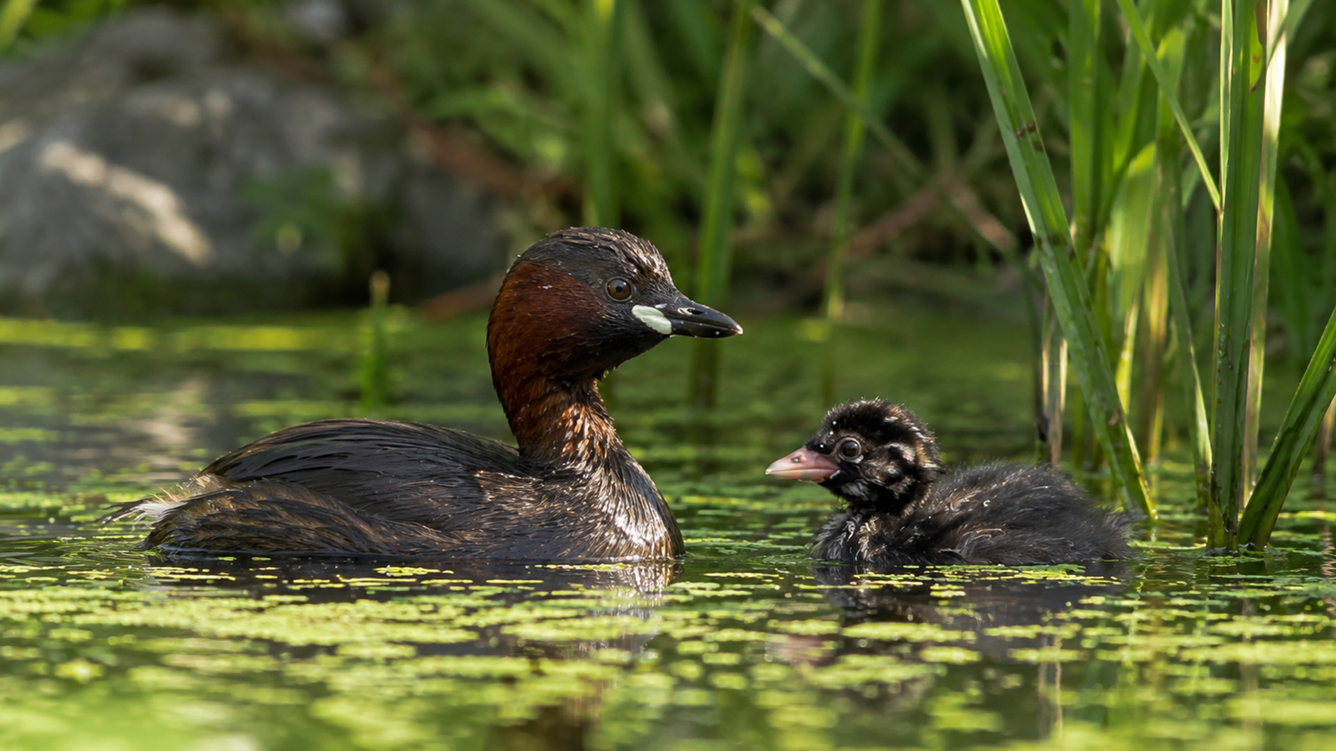 Hidden camera captures a little grebe guiding its tiny chick