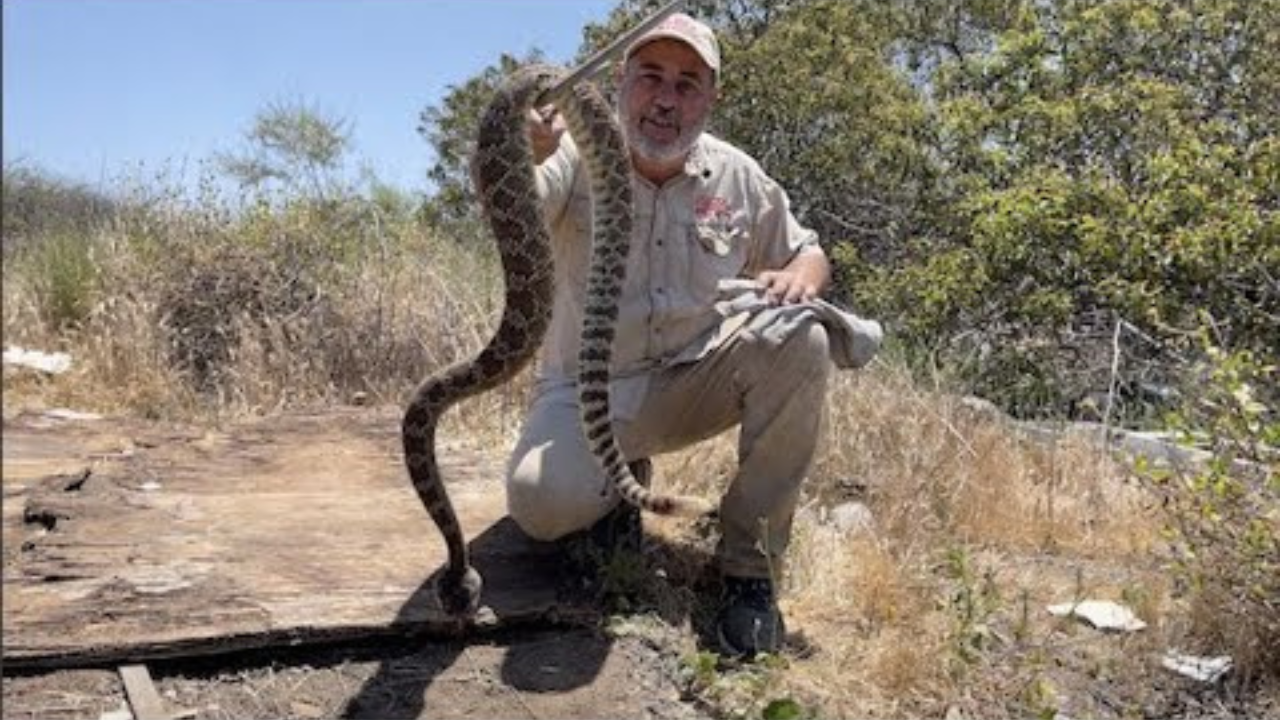 Rattlesnake expedition uncovers ten venomous pit vipers in hours