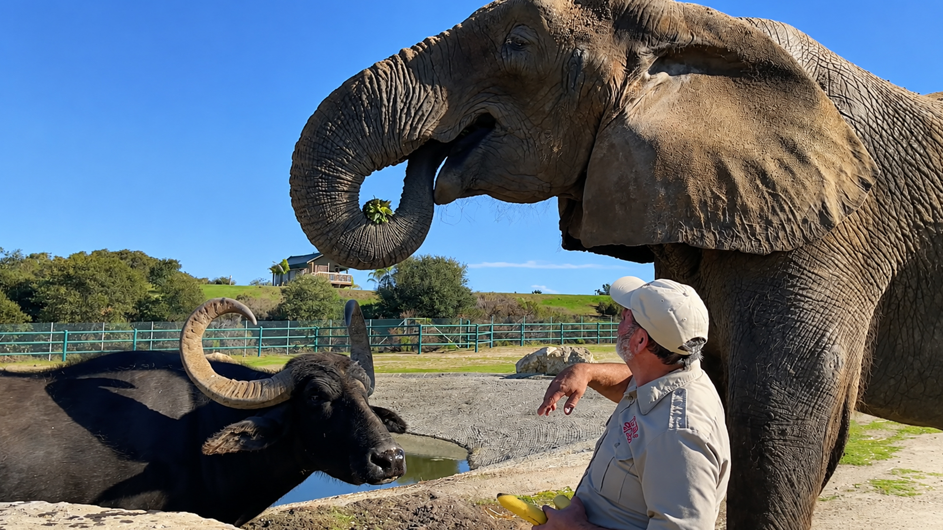 Giant fruit buffet: See how much an African elephant can eat